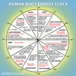 The Human Body Energy Clock